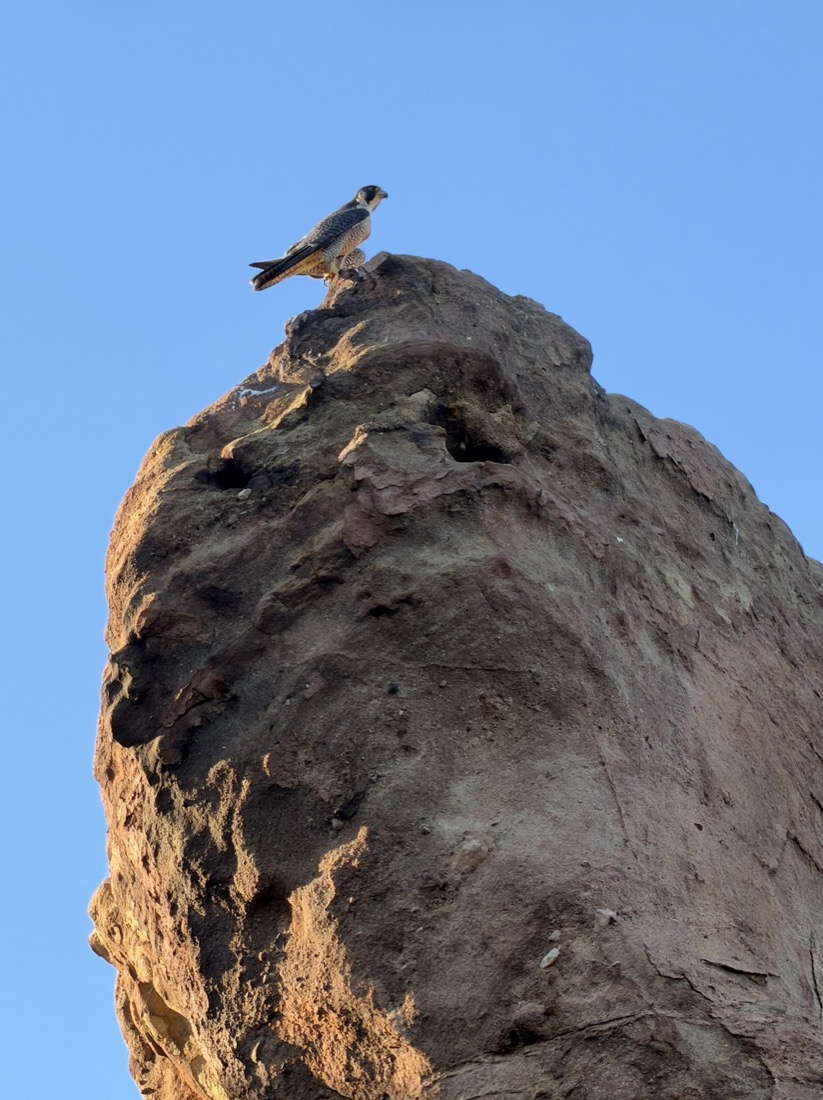 A falcon perched on top of a rock against a blue sky