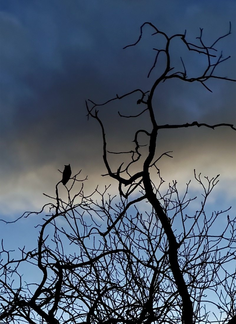 An owl on a bare branch at dusk