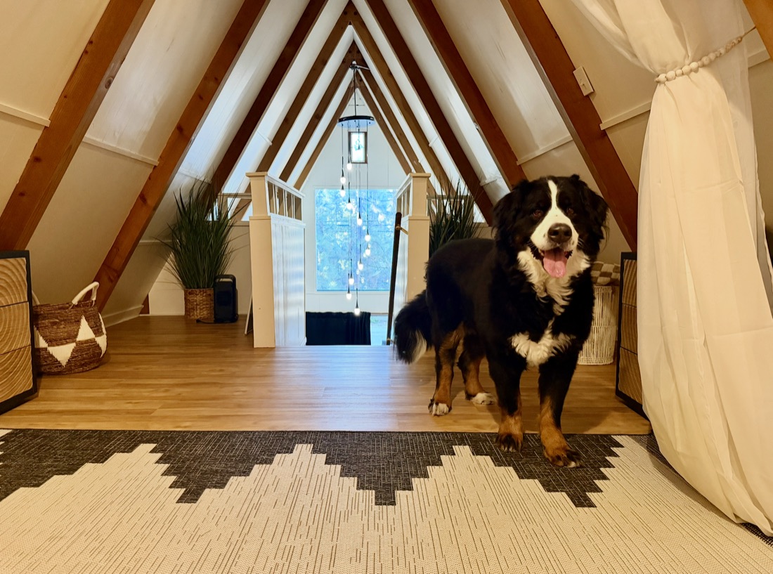 A Bernese mountain dog inside an A frame cabin