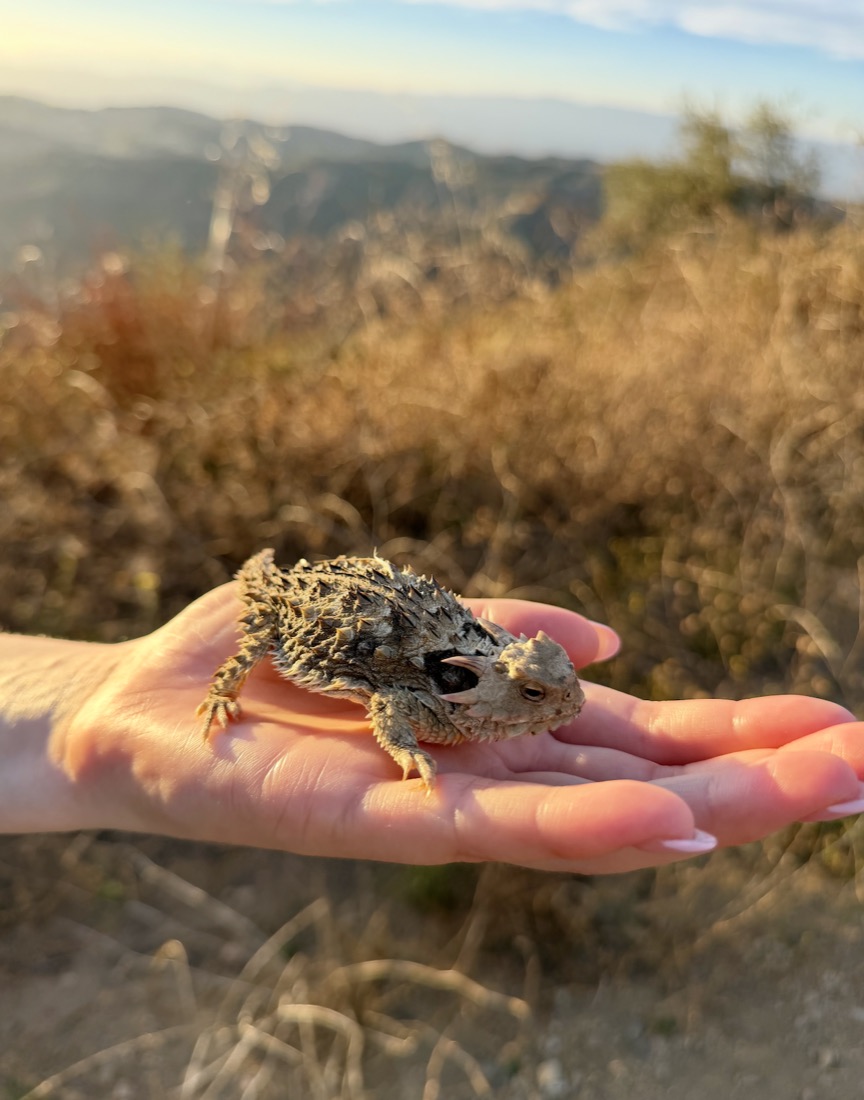 A horned lizard sitting in an open hand on a hilltop