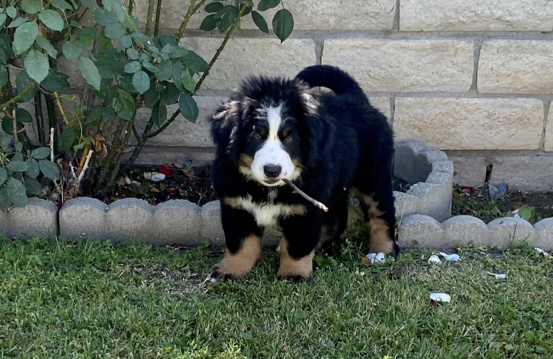A Bernese mountain dog puppy carrying a stick