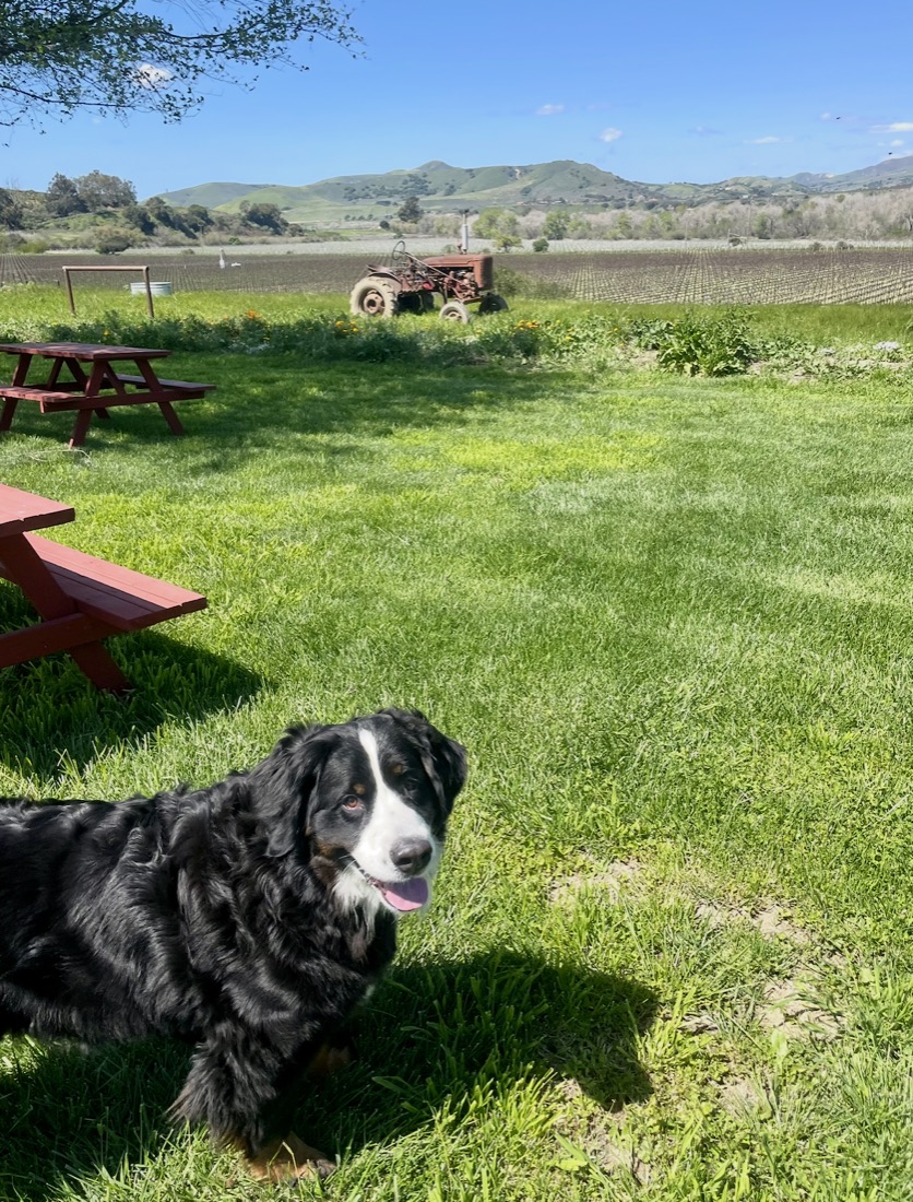 A Bernese mountain dog on the grass at a farm
