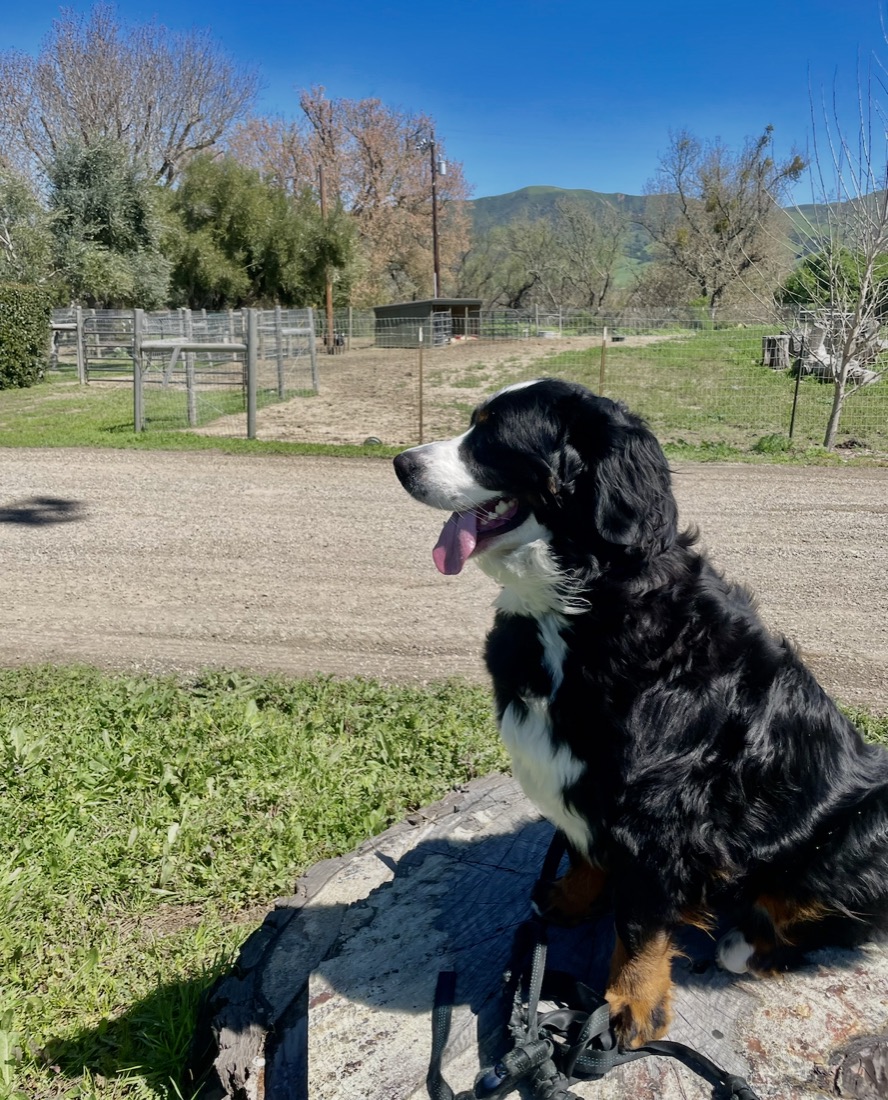 A Bernese mountain dog sitting and looking out over a field