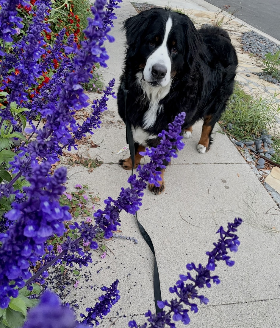 A Bernese mountain dog on a sidewalk beside purple flowers
