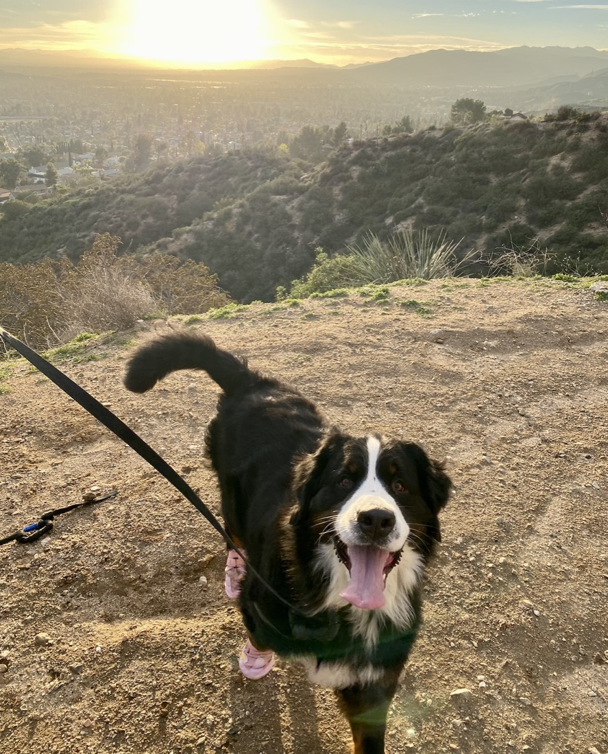 A Bernese mountain dog on a trail above the valley at sunset