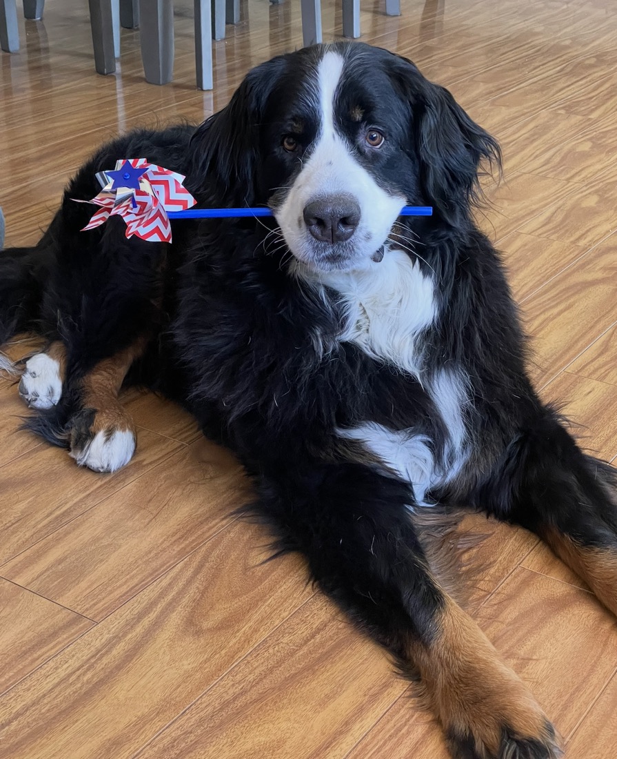 A Bernese mountain dog lying down holding a pinwheel