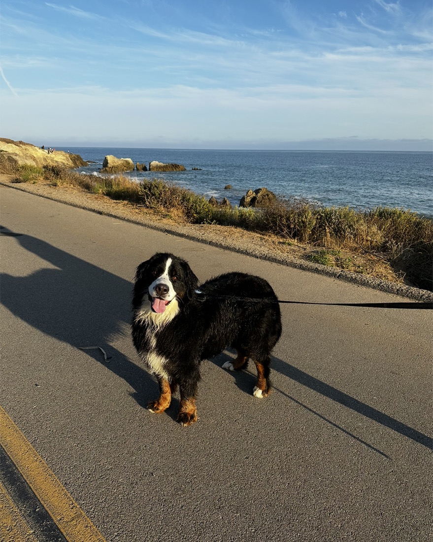 A Bernese mountain dog on a coastal road beside the ocean
